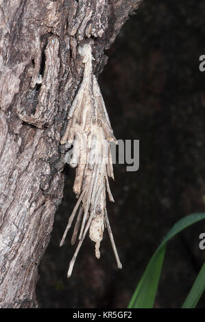 Saunders (cas Metura elongatus), Mt pour carabine, Atherton, Far North Queensland, Queensland, Australie, FNQ Banque D'Images