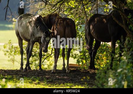 Les chevaux dans les bois Banque D'Images