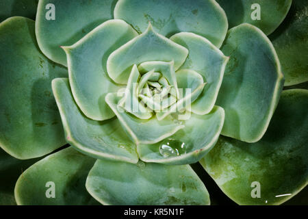 succulentes Banque D'Images