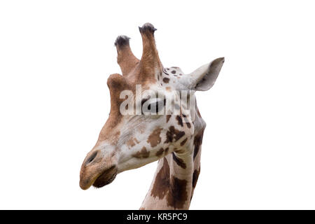 Young cute giraffe Banque D'Images