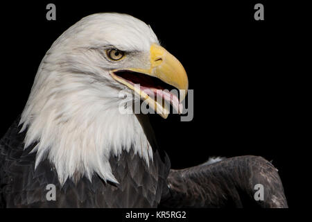 Pygargue à tête blanche (Haliaeetus leucocephalus) Détail de la tête. Banque D'Images