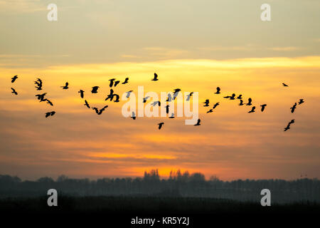 Oiseaux en vol, voler dans les nuages à Burscough, Lancashire, UK Weather 18e Décembre 2017. Les volées de vanneaux retour à roost à Martin Mere nature réserver que les couchers de soleil sur un ciel voilé et brumeux, Misty day. Souvent en hiver, les migrants des autres populations d'Europe populations boost en Grande-Bretagne et en Irlande. Ces mouvements sont souvent liées à des périodes de temps ou un manque de nourriture. /AlamyLiveNews MediaWorldImages:crédit. Banque D'Images