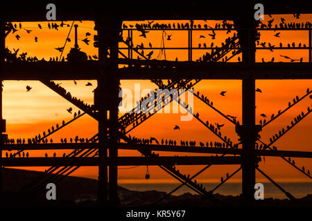 Pays de Galles Aberystwyth UK, lundi 18 décembre 2017 UK Weather : au coucher du soleil dans un ciel rouge flamboyant et spectaculaire sur une froide soirée de décembre lumineux à Aberystwyth, Pays de Galles, des dizaines de milliers d'étourneaux descendre à s'installer dans les masses d'un broutement sur les jambes de fer de fonte de la mer de l'ère victorienne pier. Les oiseaux se serrent fermement ensemble pour la chaleur, la sécurité et la compagnie du jour au lendemain, et ressemblent à des vêtements sombres quitte la forêt de poutres et chevrons sous le plancher de la jetée. Crédit photo : Keith Morris/Alamy Live News Banque D'Images