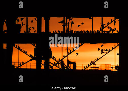 Pays de Galles Aberystwyth UK, lundi 18 décembre 2017 UK Weather : au coucher du soleil dans un ciel rouge flamboyant et spectaculaire sur une froide soirée de décembre lumineux à Aberystwyth, Pays de Galles, des dizaines de milliers d'étourneaux descendre à s'installer dans les masses d'un broutement sur les jambes de fer de fonte de la mer de l'ère victorienne pier. Les oiseaux se serrent fermement ensemble pour la chaleur, la sécurité et la compagnie du jour au lendemain, et ressemblent à des vêtements sombres quitte la forêt de poutres et chevrons sous le plancher de la jetée. Crédit photo : Keith Morris/Alamy Live News Banque D'Images