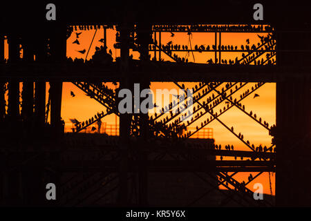 Pays de Galles Aberystwyth UK, lundi 18 décembre 2017 UK Weather : au coucher du soleil dans un ciel rouge flamboyant et spectaculaire sur une froide soirée de décembre lumineux à Aberystwyth, Pays de Galles, des dizaines de milliers d'étourneaux descendre à s'installer dans les masses d'un broutement sur les jambes de fer de fonte de la mer de l'ère victorienne pier. Les oiseaux se serrent fermement ensemble pour la chaleur, la sécurité et la compagnie du jour au lendemain, et ressemblent à des vêtements sombres quitte la forêt de poutres et chevrons sous le plancher de la jetée. Crédit photo : Keith Morris/Alamy Live News Banque D'Images