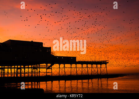 Pays de Galles Aberystwyth UK, lundi 18 décembre 2017 UK Weather : au coucher du soleil dans un ciel rouge flamboyant et spectaculaire sur une froide soirée de décembre lumineux à Aberystwyth, Pays de Galles, des dizaines de milliers d'étourneaux descendre à s'installer dans les masses d'un broutement sur les jambes de fer de fonte de la mer de l'ère victorienne pier. Les oiseaux se serrent fermement ensemble pour la chaleur, la sécurité et la compagnie du jour au lendemain, et ressemblent à des vêtements sombres quitte la forêt de poutres et chevrons sous le plancher de la jetée. Crédit photo : Keith Morris/Alamy Live News Banque D'Images