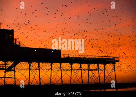 Pays de Galles Aberystwyth UK, lundi 18 décembre 2017 UK Weather : au coucher du soleil dans un ciel rouge flamboyant et spectaculaire sur une froide soirée de décembre lumineux à Aberystwyth, Pays de Galles, des dizaines de milliers d'étourneaux descendre à s'installer dans les masses d'un broutement sur les jambes de fer de fonte de la mer de l'ère victorienne pier. Les oiseaux se serrent fermement ensemble pour la chaleur, la sécurité et la compagnie du jour au lendemain, et ressemblent à des vêtements sombres quitte la forêt de poutres et chevrons sous le plancher de la jetée. Crédit photo : Keith Morris/Alamy Live News Banque D'Images