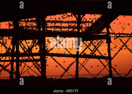 Pays de Galles Aberystwyth UK, lundi 18 décembre 2017 UK Weather : au coucher du soleil dans un ciel rouge flamboyant et spectaculaire sur une froide soirée de décembre lumineux à Aberystwyth, Pays de Galles, des dizaines de milliers d'étourneaux descendre à s'installer dans les masses d'un broutement sur les jambes de fer de fonte de la mer de l'ère victorienne pier. Les oiseaux se serrent fermement ensemble pour la chaleur, la sécurité et la compagnie du jour au lendemain, et ressemblent à des vêtements sombres quitte la forêt de poutres et chevrons sous le plancher de la jetée. Crédit photo : Keith Morris/Alamy Live News Banque D'Images