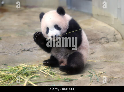 Tokyo. Déc 19, 2017. Photos prises le 18 décembre 2017 affiche grand panda cub Xiang Xiang Ueno de Tokyo jardins zoologiques, le Japon. Une cérémonie a eu lieu le lundi à Tokyo Ueno Zoological Gardens pour marquer les débuts de la fonction publique à venir grand panda cub Xiang Xiang. Source : Xinhua/Alamy Live News Banque D'Images