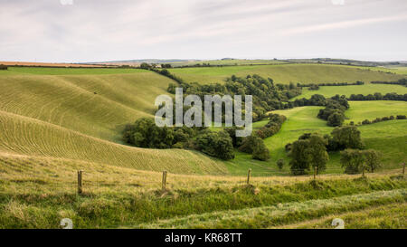 Les pâturages verts luxuriants et de bois couvre le paysage vallonné de Eggardon Hill en Angleterre's Dorset Downs. Banque D'Images