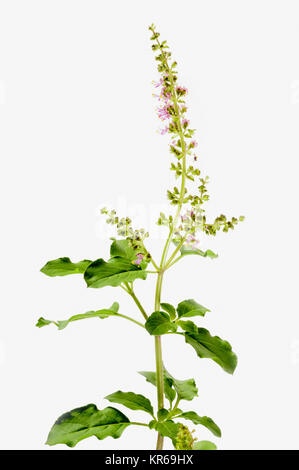 Sri Tulsi (basilic Sacré) Banque D'Images