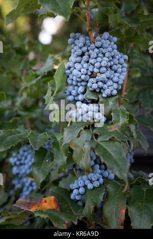 (Mahonia Mahonia aquifolium) avec les bleuets en été Banque D'Images