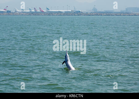 Dauphin à bosse de l'Indo-Pacifique / Chinois / Rose White Dolphin Dolphin (Sousa chinensis) dans les eaux de Hong Kong, face à de nombreuses menaces Banque D'Images