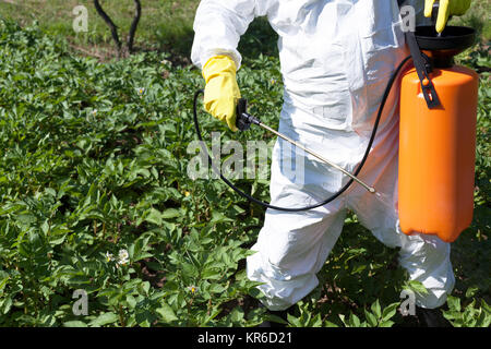 Man spraying pesticides ou insecticides toxiques in vegetable garden Banque D'Images