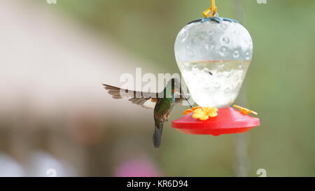 Starfrontled - Colibri à ailes Buff (Coeligena lutetia) de l'eau potable dans la cheminée d'en plastique dans la réserve - Équateur Yanacocha Banque D'Images