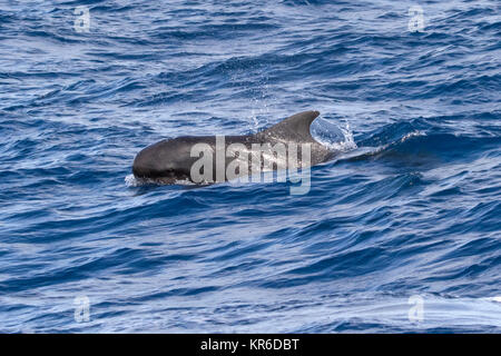 Le globicéphale noir (Globicephala macrorhynchus) se produisant dans la famille grand pod hanging autour du bateau Banque D'Images