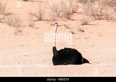 Autruches dans le parc Kgalagadi sec, Afrique du Sud Banque D'Images