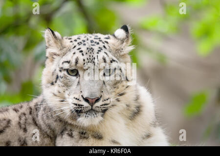 Snow Leopard, Uncia uncia Irbis Banque D'Images