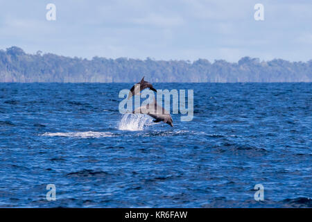 Grand dauphin commun (Tursiops tronque) mère et son petit saut en hauteur Banque D'Images