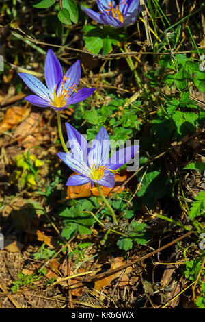 Crocus fleurs sur une prairie de montagne Banque D'Images