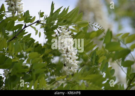 Acacia fleurs raisin blanc Banque D'Images