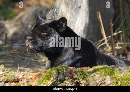 Jaguar noir Panthera onca Banque D'Images