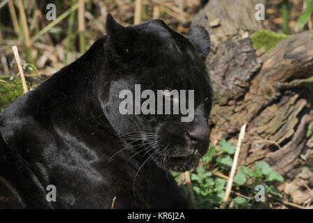 Jaguar noir portrait Banque D'Images