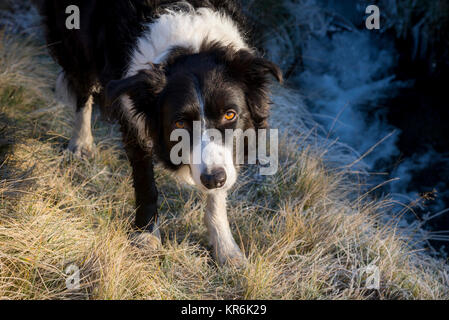 Magnifique Border Collie debout sur l'herbe givrée à côté d'une lande flux dans le Peak District, Derbyshire, Angleterre. Banque D'Images