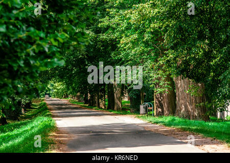 L'été dans les arbres verts alley in countryside Banque D'Images