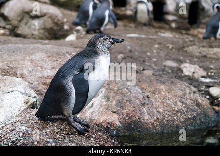 Manchot de Humboldt (Spheniscus humboldti) également connu sous le nom de pingouin chiliens, péruviens pingouin, ou patranca Banque D'Images