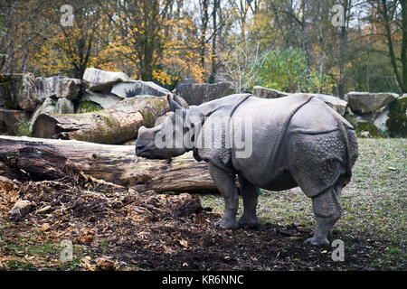 Les jeunes rhinocéros indien (Rhinoceros unicornis), également appelé le rhinocéros à une corne et rhinocéros unicorne de l'Inde Banque D'Images