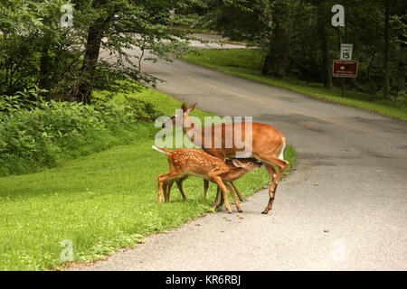 Deux jeunes cerfs se nourrissant avec du lait de leur mère dans la campagne de Virginie, aux États-Unis Banque D'Images