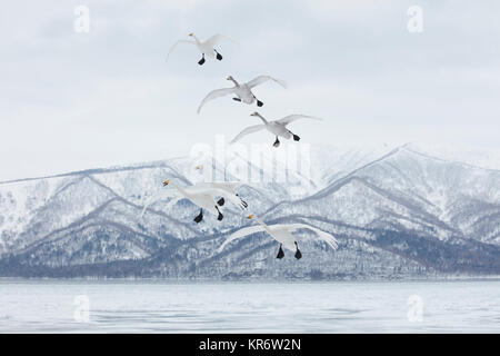 Cygne chanteur (Cygnus cygnus) l'air en hiver. Banque D'Images