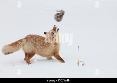 Ezo red fox (Vulpes vulpes schrencki) la chasse dans la neige, hiver. Banque D'Images