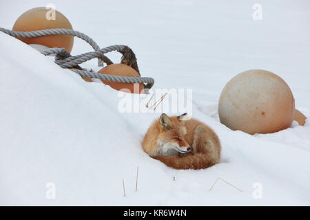 Ezo red fox (Vulpes vulpes schrencki) en hiver. Banque D'Images