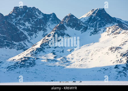 Paysage d'hiver avec la montagne couverte de neige et un paquet de chiens tirant un traîneau dans la distance. Banque D'Images