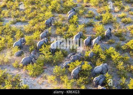 Vue aérienne de troupeau d'éléphants africains marche à travers la brousse dans un écrin de delta. Banque D'Images