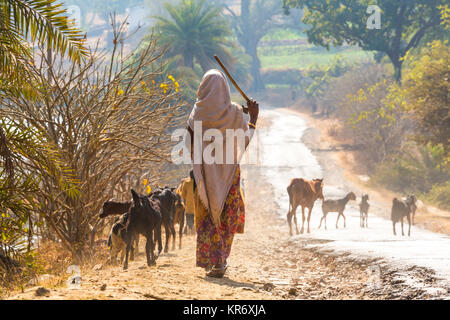 Vue arrière de femme portant sari marchant dans un chemin rural, l'élevage de chèvres. Banque D'Images