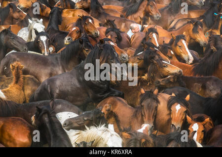 Portrait d'un grand troupeau de chevaux sauvages Brown. Banque D'Images