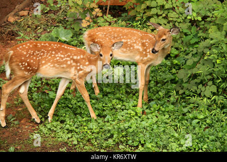 Deux bébé chevreuil in backyard Banque D'Images