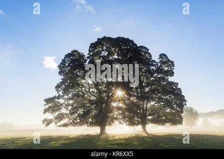 Paysage brumeux avec deux arbres au lever du soleil. Banque D'Images