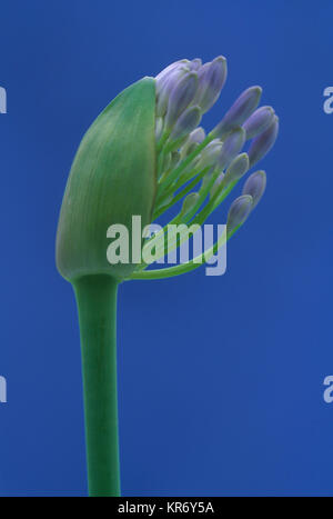 Agapanthus, Studio shot of fleur pourpre contre fond bleu. Banque D'Images