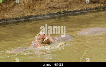 Libre d'hippopotames (nom scientifique : Hippopotamus amphibius, ou 'Kiboko' en Swaheli) image prise sur Safari situé dans le Serengeti National Park Banque D'Images