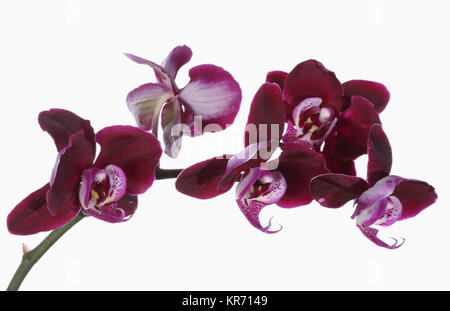 Orchid, espèce d'orchidée, Phalaenopsis, tige arquée ouverte roulement fleurs violettes contre un fond blanc, pur. Banque D'Images