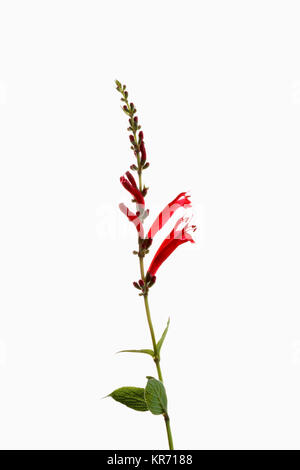 La sauge ananas, sauge, Salvia elegans, simple tige avec open et l'ouverture des fleurs montré againast un fond blanc, pur. Banque D'Images