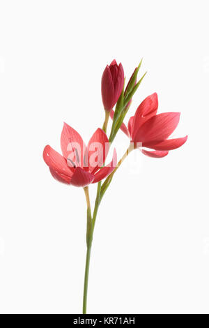 Lis kaffir, Schizostylis coccinea, ouvrir les fleurs rose foncé sur une simple tige avec de l'étamine et filaments tourné contre un fond blanc, pur. Banque D'Images