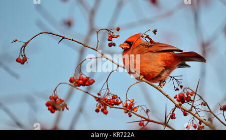 Le Cardinal rouge mâle (Cardinalis cardinalis) eating fruits rouges Banque D'Images