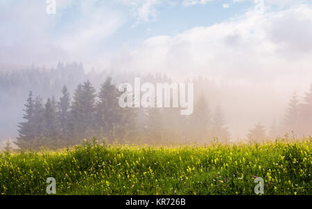 Lever de soleil brumeux en pessière. superbe paysage d'été sur un pré herbeux avec les herbes sauvages Banque D'Images