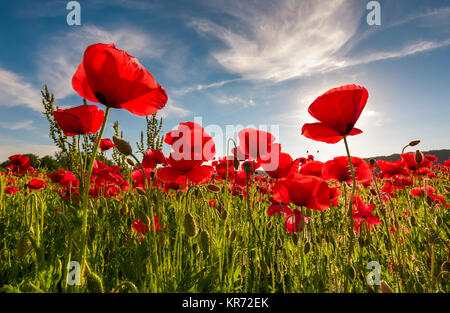 Domaine de rouge coquelicot avec la solarisation tourné à partir de ci-dessous. belle nature fond contre le ciel bleu Banque D'Images