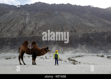 Young boy riding de l'ouest double bosse de chameau et de traverser le désert dans la vallée de Nubra, Ladakh, le Jammu-et-Cachemire, l'Inde Banque D'Images